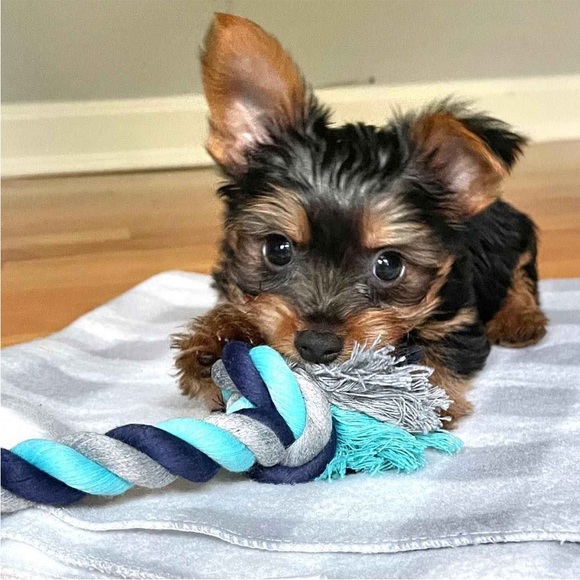 Dog rope toy - Picture 2 of 2